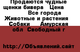 Продаются чудные щенки бивера › Цена ­ 25 000 - Все города Животные и растения » Собаки   . Амурская обл.,Свободный г.